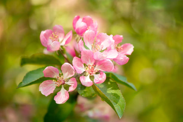 istock Spring Cherry blossoms, pink flowers. the cherry blossoms are in full bloom, spring flower background 1621404150