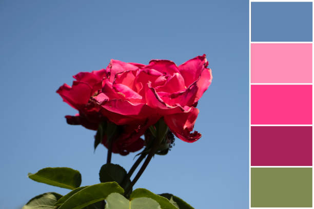 istock Beautiful rose, sample color palette 1621405215