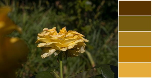 Beautiful rose, sample color palette