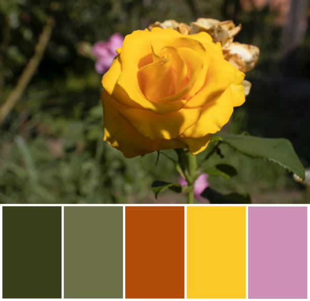 istock Beautiful rose, sample color palette 1621405414