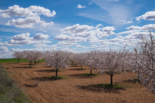 Almond trees in the region of Castilla La Mancha, Spain