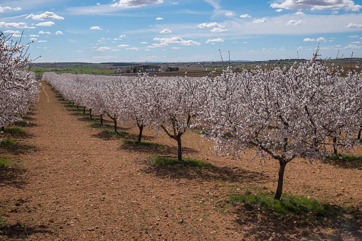Almond (Prunus dulcis) orchard with ripening fruit on trees and fame worker mowing grasses between trees.
