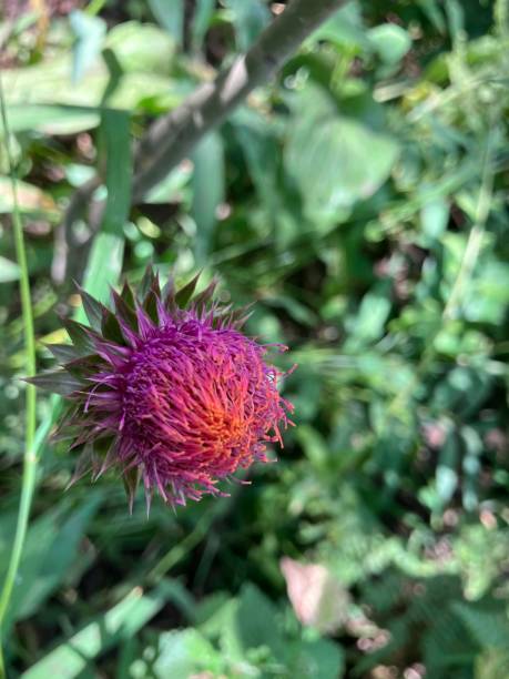 Pink/yellow flower