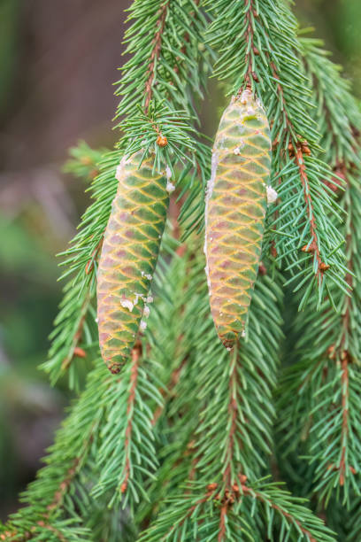 istock Green spruce branches with needles and cones in autumn. 1621417533