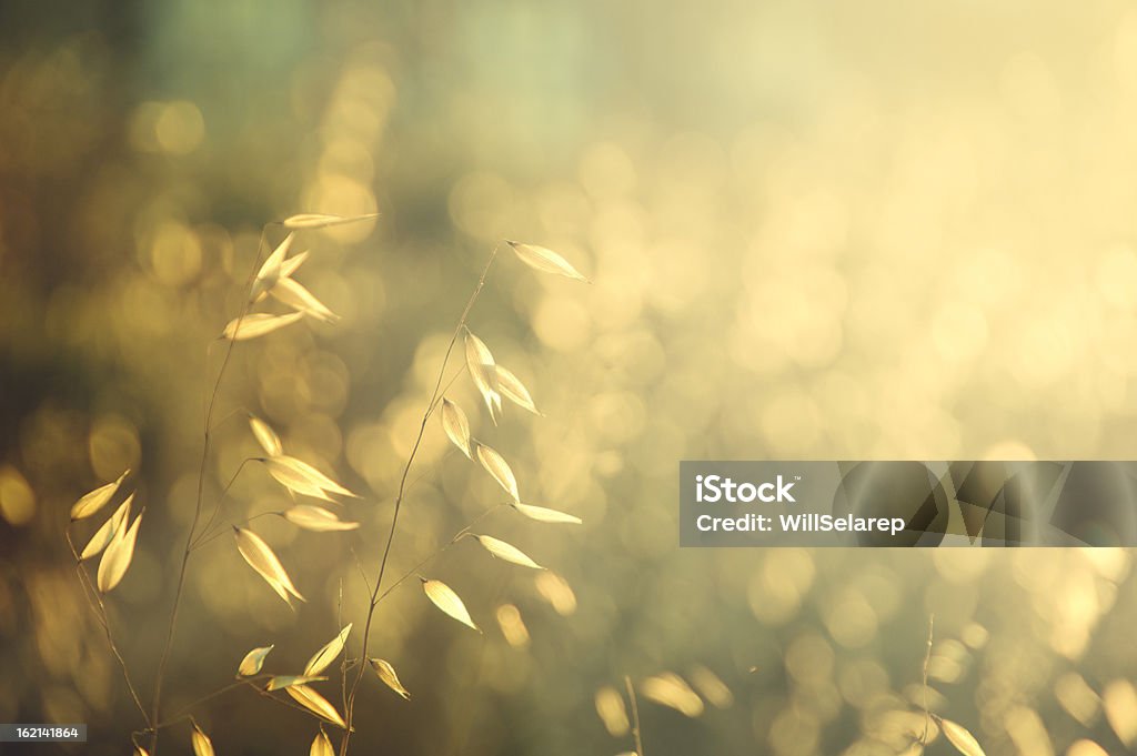 작은가 기체상태의 잎 전광식 햇빛에 의해 앳 선셋 - 로열티 프리 소프트 포커스 스톡 사진