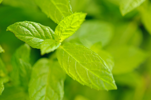 Mentha spicata, aromatic plant used for culinary and medical purposes.