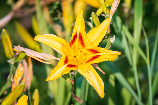 A yellow daylily flower, latin name Hemerocallis lilioasphodelus, at sunset. It is also known as lemon daylily, lemon lily, yellow daylily