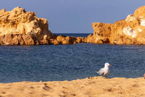 Pregonda beach in the north of Menorca (Spain)