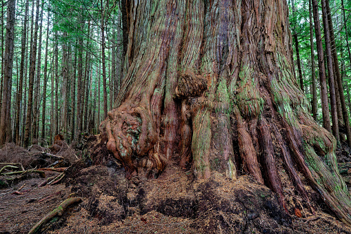An ancient Western red cedar on Malcolm Island, BC Canada