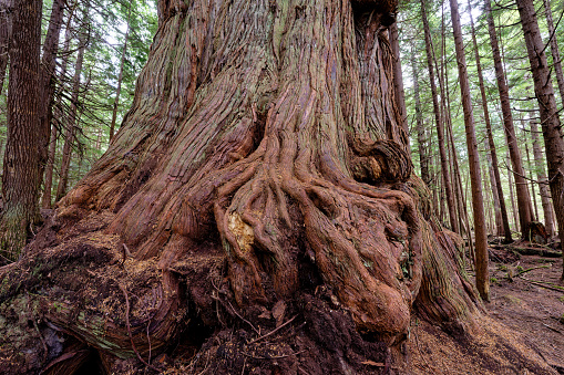 An Ancient Western Red Cedar On Malcolm Island Bc Canada Stock Photo -  Download Image Now - iStock