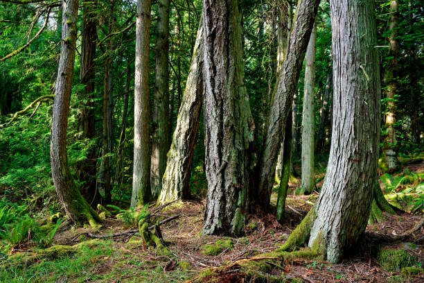 Old growth forest at Chris Hatfield Trail, Salt Spring Island, BC Canada