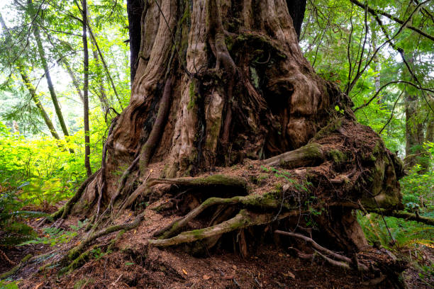 istock An ancient western red cedar in Winter Harbour, Vancouver Island, BC Canada 1621431409
