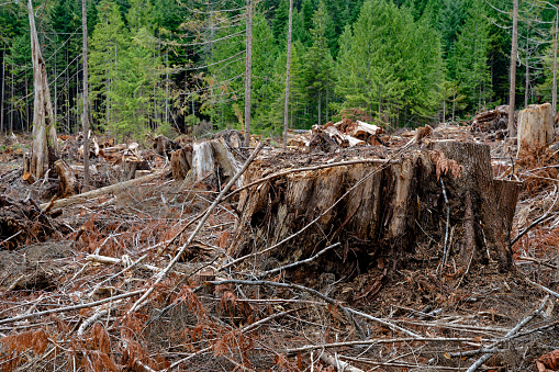 Logging on Malcolm Island, near Vancouver Island, BC Canada