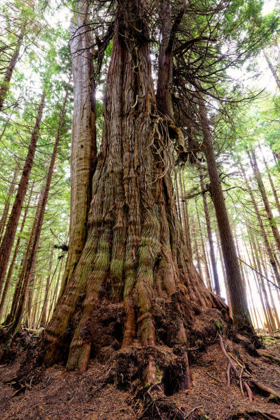 istock An ancient Western red cedar on Malcolm Island, BC Canada 1621431934