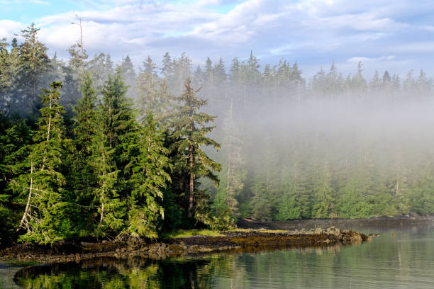 istock Foggy tree area at Alder Bay, Vancouver Island, BC Canada 1621432499