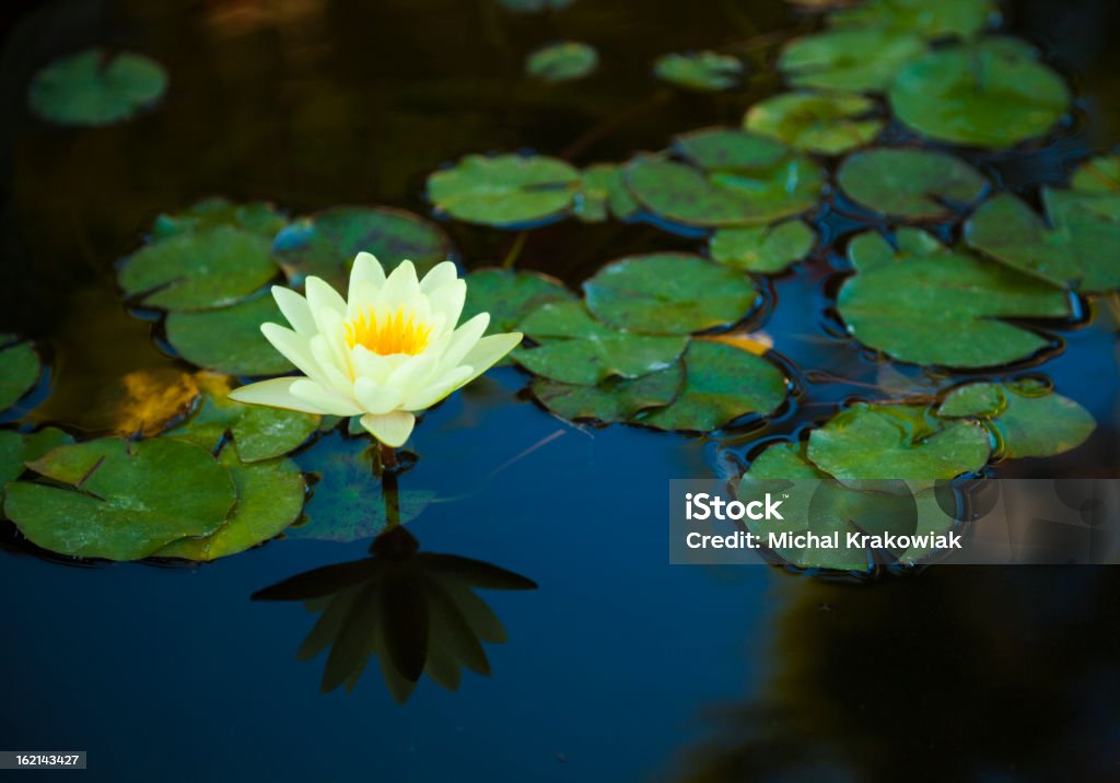 Seerose - Lizenzfrei Auf dem Wasser treiben Stock-Foto