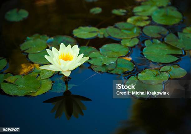 Seerose Stockfoto und mehr Bilder von Auf dem Wasser treiben - Auf dem Wasser treiben, Blatt - Pflanzenbestandteile, Blume