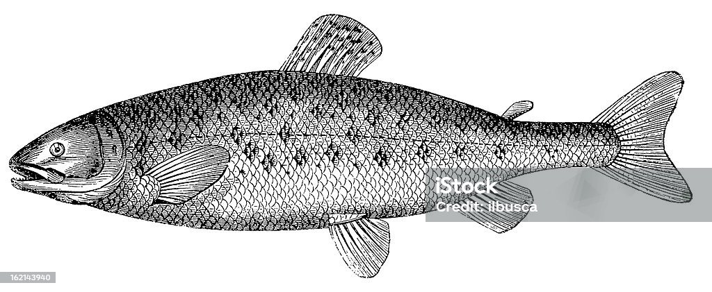 Atlantic salmon (Salmo salar), antique black and white illustration Salmon - Animal stock illustration