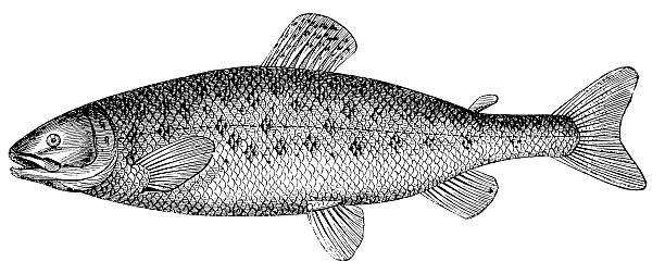 Atlantic salmon (Salmo salar), antique black and white illustration Atlantic salmon (Salmo salar), antique black and white illustration salmon animal illustrations stock illustrations
