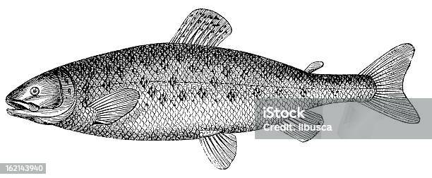 Atlantic Salmon Antique Black And White Illustration Stock Illustration - Download Image Now