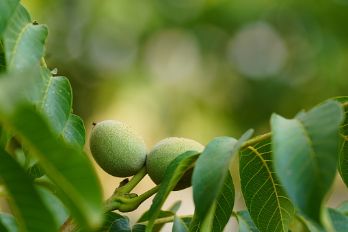 Close up view of walnut grows in a tree.