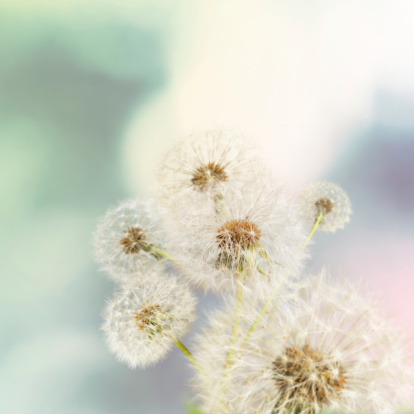 Dandelions on defocused background (the depth of field is ultra shallow)