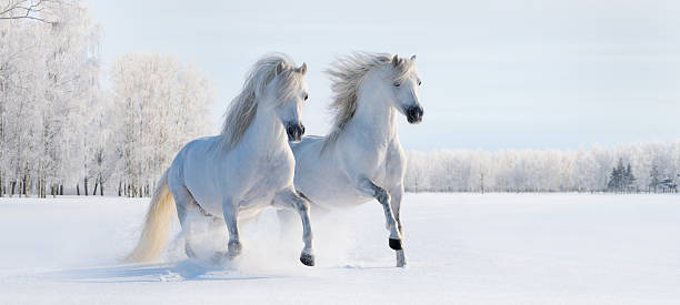 Two galloping white ponies Two galloping white Welsh ponies on snow field white horse stock pictures, royalty-free photos & images