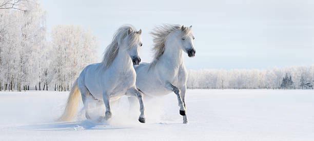 два galloping белый ponies - winter snow livestock horse стоковые фото и изображения