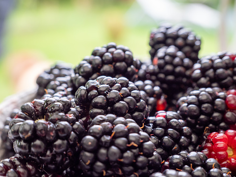 Blackberry berry close-up. Harvesting berries.