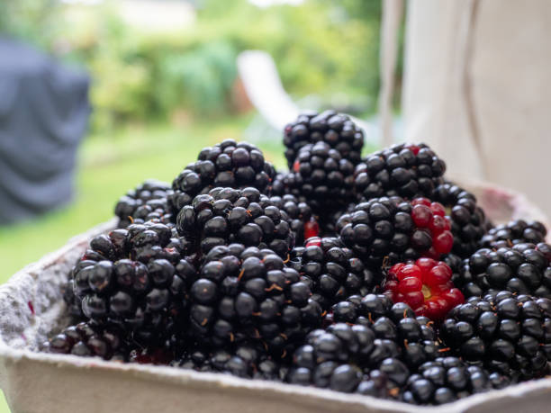istock Blackberry berry close-up. 1621454418