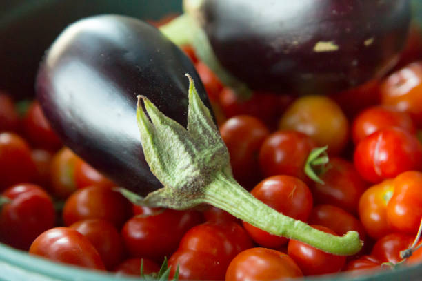 istock Fresh natural red tomatoes and eggplants, horizontal close-up. 1621456537