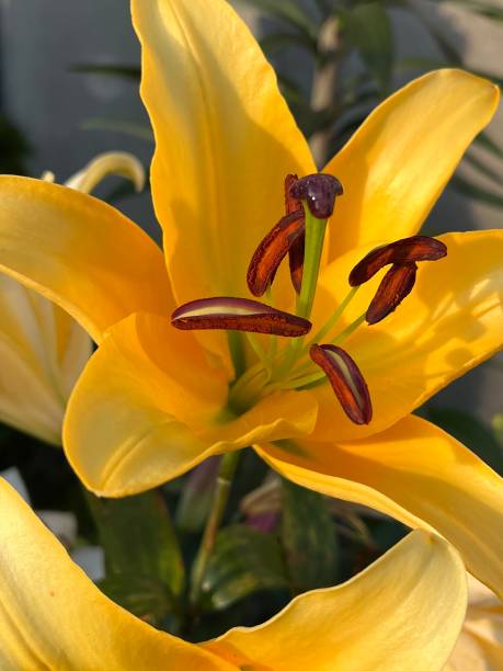 istock beautiful yellow lily flower in magic garden 1621458613