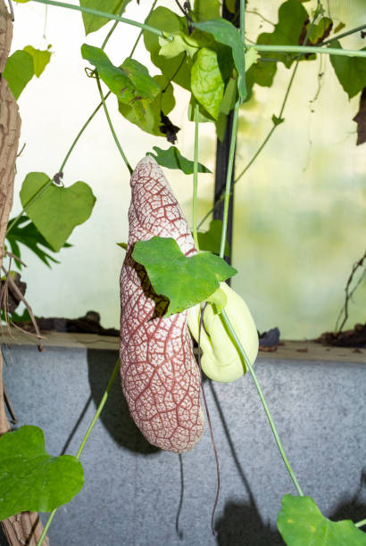 istock Aristolochia gigantea 1621475942