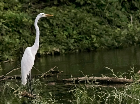 Great Egret looks over the water. Standing perfectly still.