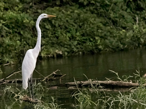 Great Egret