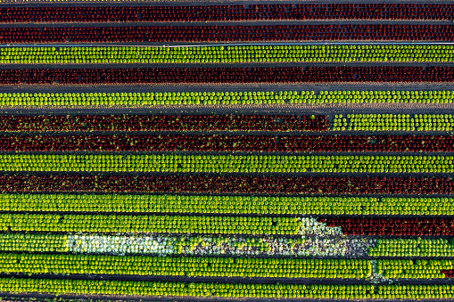 Cabbage, red and green salad plants on field viewed from directly above.