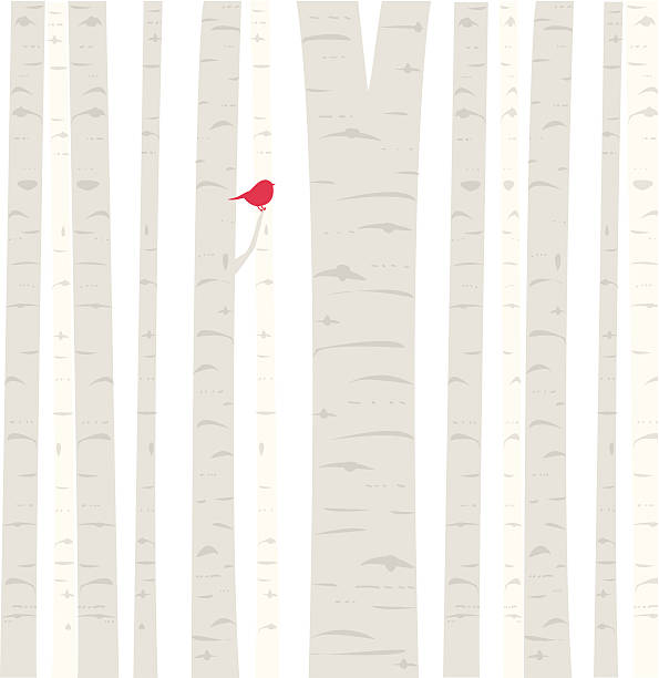 Aspen Birdie A little red birdie perches among the trees in an Aspen grove. Fully editable vector illustration. birch bark background stock illustrations