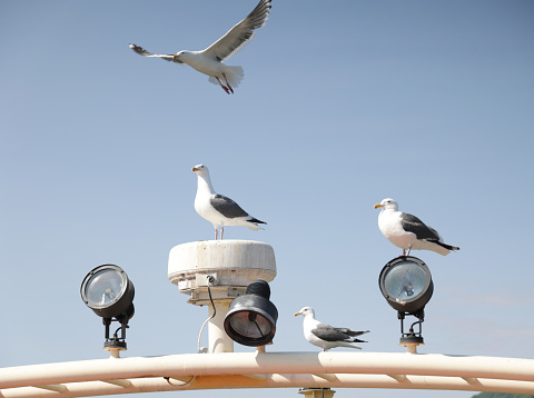 Four gulls observe from a sightseeing cruiser on Toyako, a caldera lake. Spring afternoon in Abuta District.