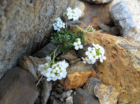 Hornungia alpina in Pyrenees
