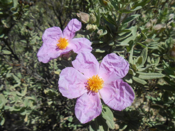 istock Cistus albidus (Cistus albidus L.) Tosos Swamp. 1621506919