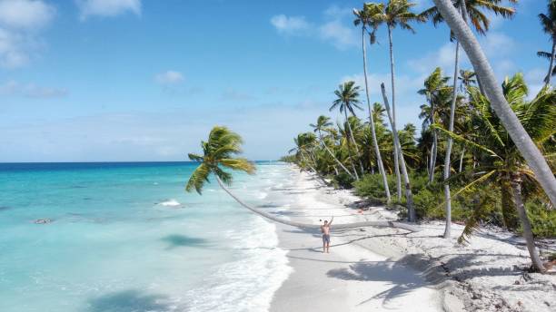 istock #1 most beautiful palm tree in the world; Fakarava, FP 1621514523