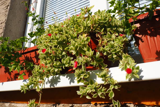 Mesembryanthemum cordifolium, Aptenia cordifolia is a species of succulent plant in iceplant family, creeping plant. Flowers on the windowsill. Baby sun rose, heart-leaf, red aptenia, rooi brakvygie Mesembryanthemum cordifolium, Aptenia cordifolia is a species of succulent plant in iceplant family, creeping plant. Flowers on the windowsill. Baby sun rose, heart-leaf, red aptenia, rooi brakvygie. heartleaf iceplant aptenia cordifolia stock pictures, royalty-free photos & images