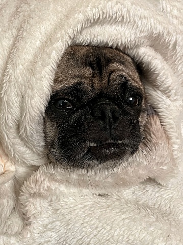 Pug face only visible part of dog as he has climbed into a blanket and stuck only his head out. Very cute and calming image of lovely little dog.  It’s so cosy!