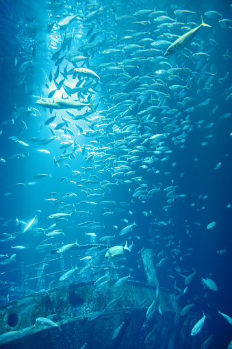 School of fish swimming in the water, animals of the ocean, sardinella fishes, ecosystem and environment