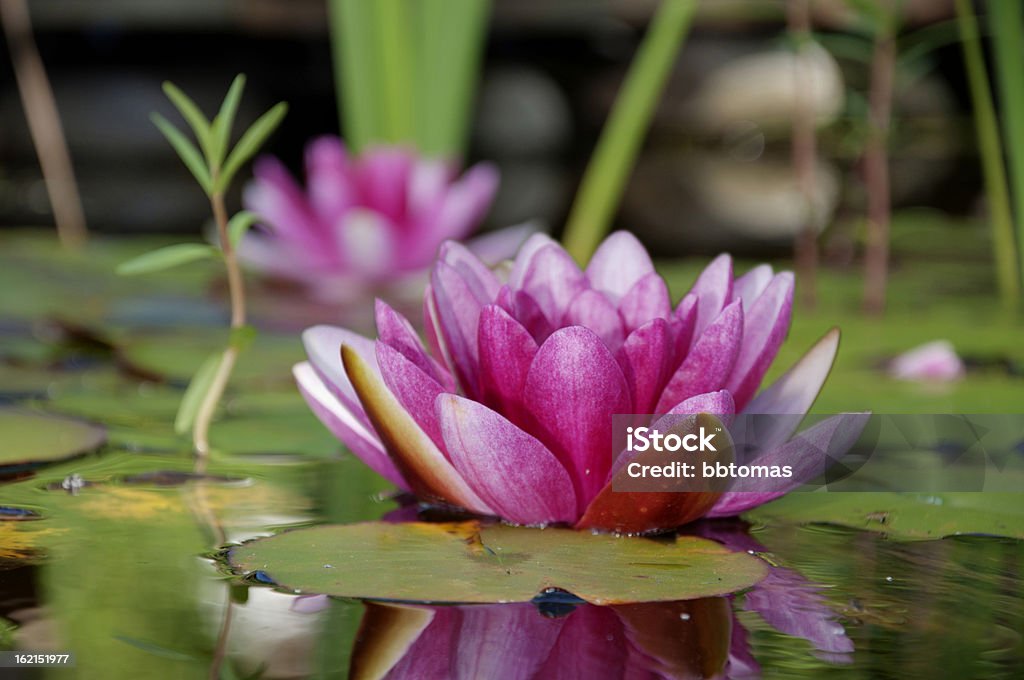 Fiore di loto nel laghetto - Foto stock royalty-free di Acqua