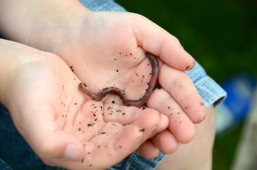 A small child holding an earthworm in his hands