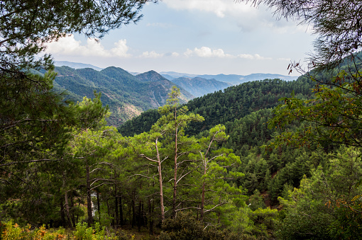 The Troodos mountain range on the island of Cyprus overgrown with pine forest. Beautiful natural landscape.