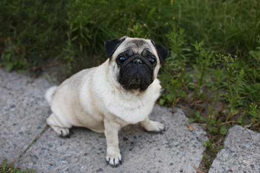 Pug outdoors sitting on a concrete path on the lawn and looking at camera