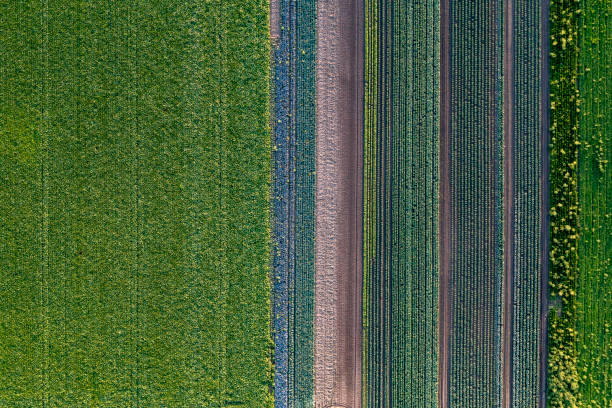 istock Vegetables in the field, top down view 1621522198