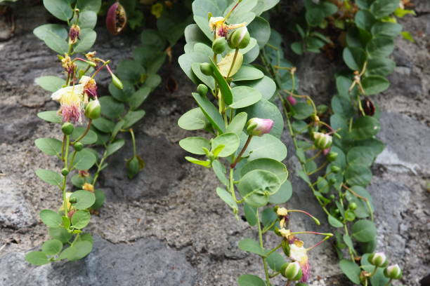 Capparis spinosa, the caper bush, Flinders rose, is a perennial plant that bears rounded, fleshy leaves and large white to pinkish-white flowers. Edible flower buds capers and the fruit caper berries stock photo
